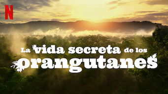 La vida secreta de los orangutanes (2024)